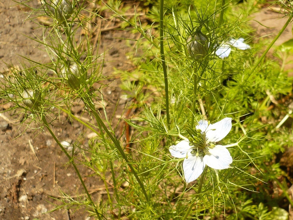 Nigella damascena (Ranunculaceae)